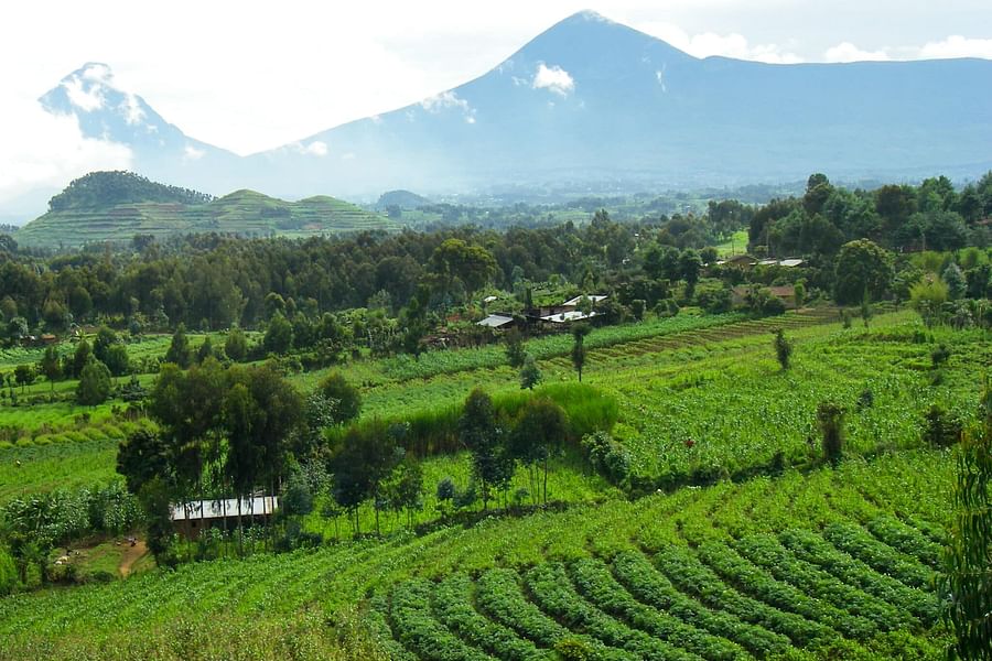 Agroforestry Coffee Farm
