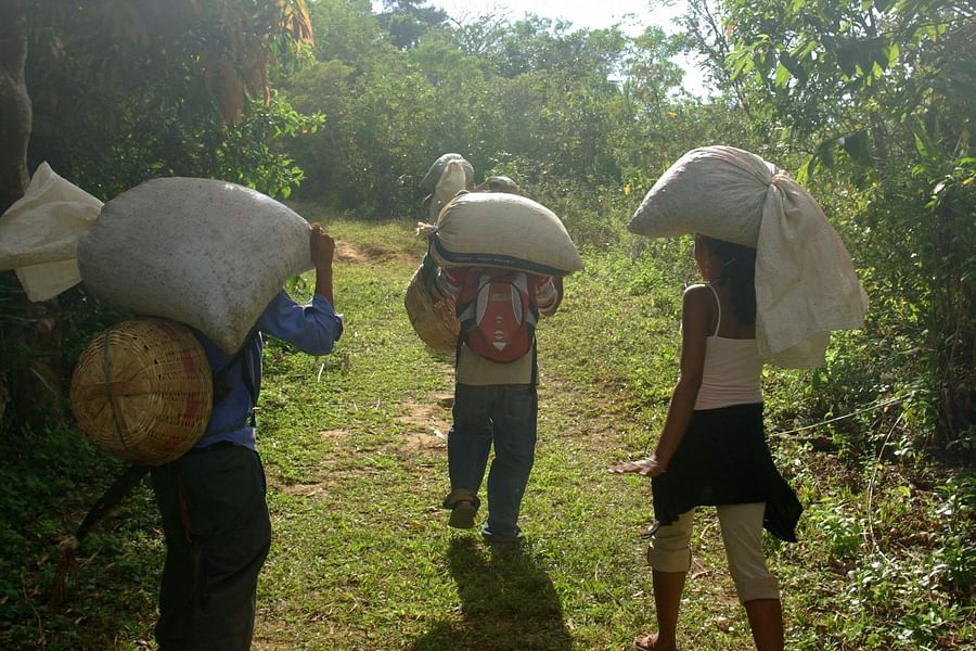 Fair Trade Coffee Farm