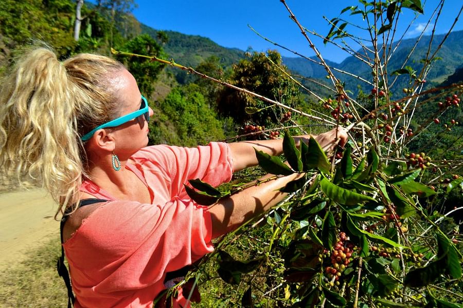 Organic Coffee Farming