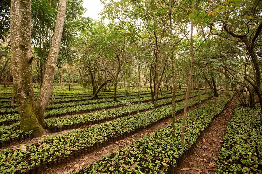 Shade-Grown Coffee Farm